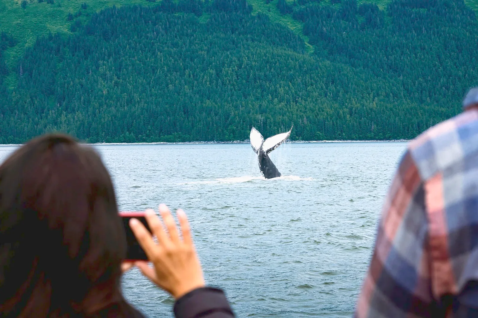 A whale's tail breaking the surface off the Alaska coast